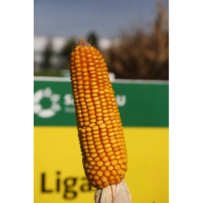 Кукуруза Ligato на фоне зелёной вывески - Лигато