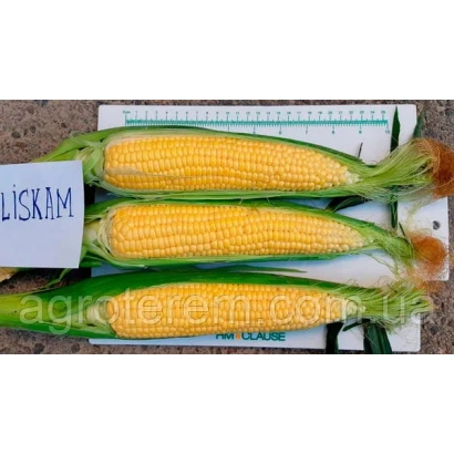 Три початки кукурузи LISKAM на зеленой подложке с линейкой. - ЛИМИВКЮ 956
