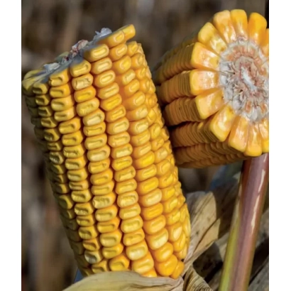 Свежая кукуруза на стебле - ЛИМИВТ 44