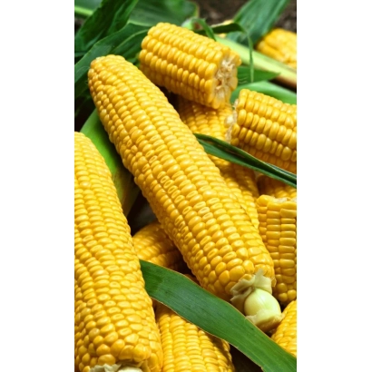 Fresh corn LIMNOT 21 against green leaves