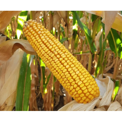 Свежий початок кукурузы ЛИМНОТ 21 Ц Х ЛИМИВТ 44 ЦМ на фоне листьев