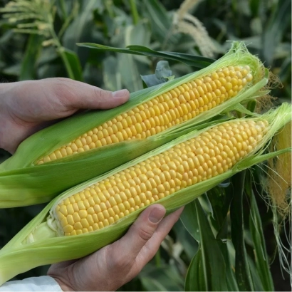 Two ears of corn LIMNOT 21 X LIMIVT 44 held in hands against leafy background
