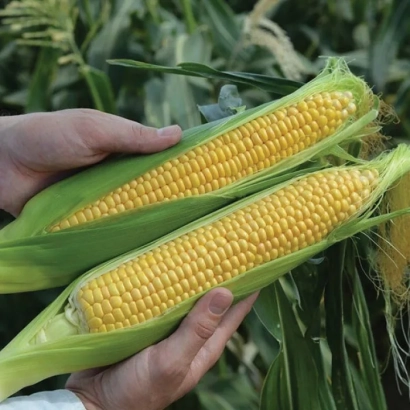 Две руки держат два початка кукурузы ЛИМРФКЮ 939 на фоне зелёных листьев кукурузы.