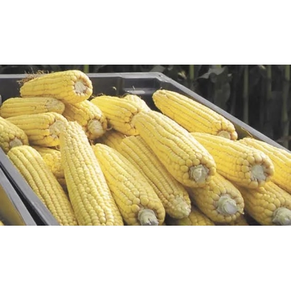 Свежая кукуруза в контейнере - ЛИР 2232 Х ЛИР 2234