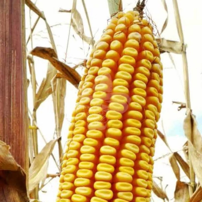 Созревшая кукуруза сорта Ливорно на стебле