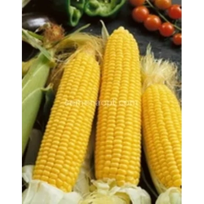 Three ears of corn on a vegetable background - LIZA M