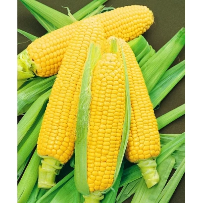 Желтая кукуруза на фоне зеленых листьев - ЛЛФ 2983