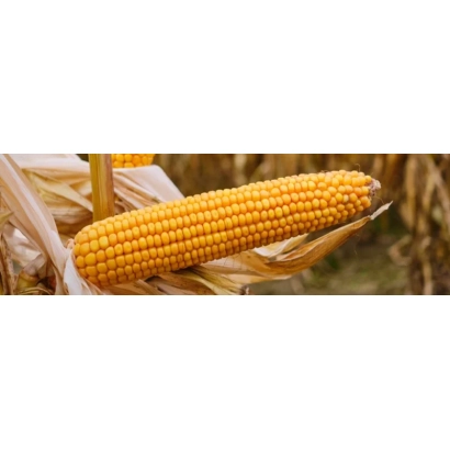 Желтая кукуруза в плетеной корзине на фоне поля - ЛМХ 3161 Х ЛФХ 1940