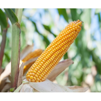 Золотий колос кукурудзи на стеблі з зеленими листям на фоні - ЛОКАТА