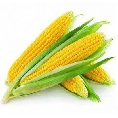 Свіжа кукурудза ЛОПІНО на білому фоні