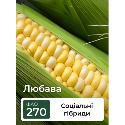 Кукуруза Любава, сорт 270, социальные гибриды - Лубази Кс