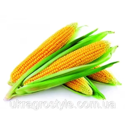 Fresh corn on white background - LUC MV