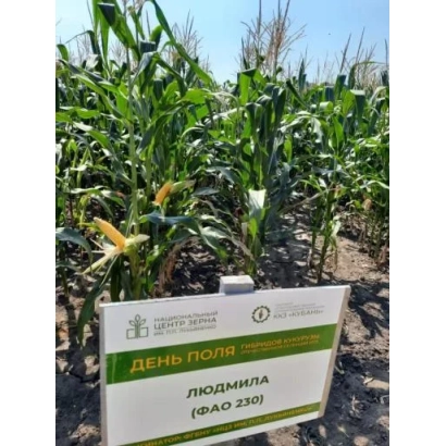 Sign with text «Day of the Field» and corn variety name «Lyudmila (FAO 230)» against a field background