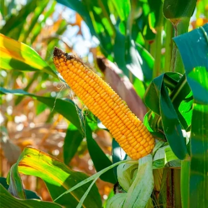 Созревшая кукуруза на стебле в поле - Люкксус