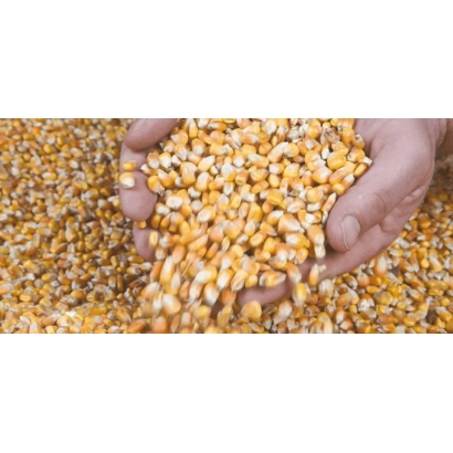 Рука держит зерна кукурузы на фоне насыпи - ЛЖН 2456