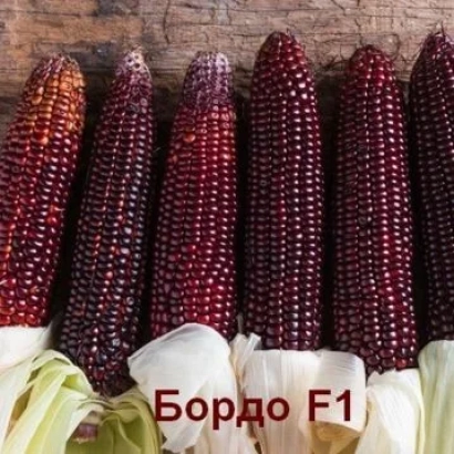 Колосья красной кукурузы сорта Бордо F1 - М 74