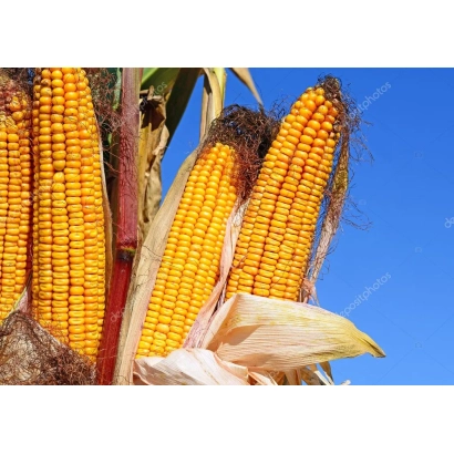 Свежая кукуруза на стебле под голубым небом - МАБ 632