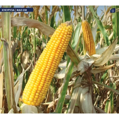 Кукуруза KYRMYSA 040238 на поле - МАС 20Ф