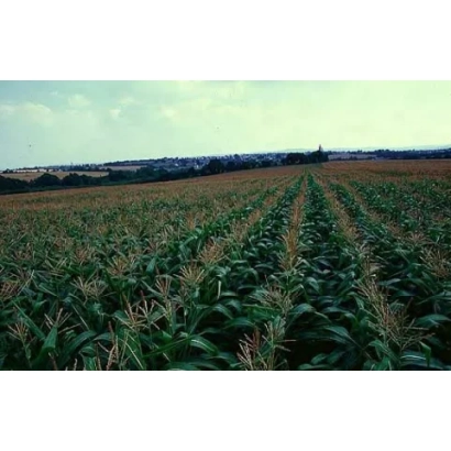 Поле с кукурузой - Мади