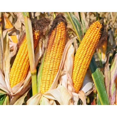 Свежая кукуруза Маг | Mag на стебле