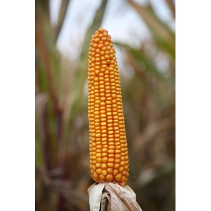 Зріла кукурудза сорту Магнато на тлі поля