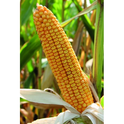 Свіжий початок кукурудзи на тлі зелених листя - МАДЖОНГ