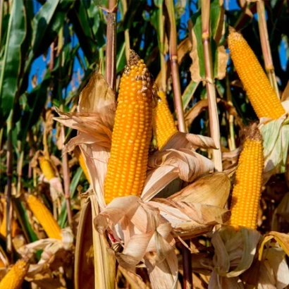 Зріла кукурудза на стеблі в полі - МАКЕДО