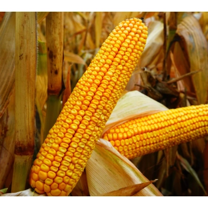 Свіжа кукурудза на стеблі - МАКСАЛІЯ