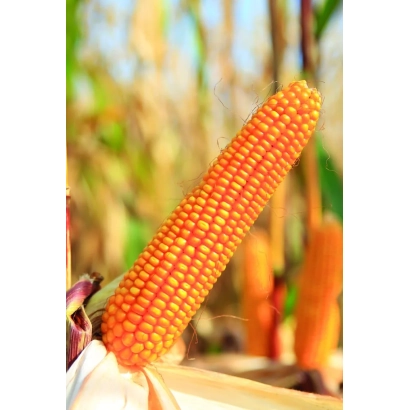 Золотистый початок кукурузы на фоне поля - МАЛЬТОН