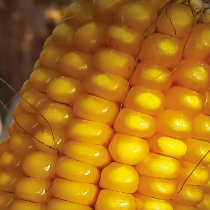 Yellow corn Malawi KS close-up