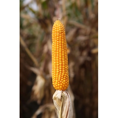 Зріла кукурудза на стеблі - Маркамо