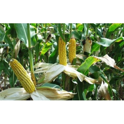 Fresh corn Maria on stalk in field