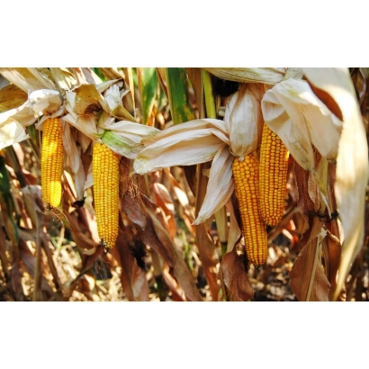 Созревшие початки кукурузы сорта Марсель на стебле