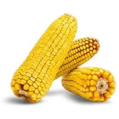 Три початка желтой кукурузы на белом фоне - Марсер