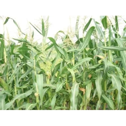 Поле кукурузы - Мартиника