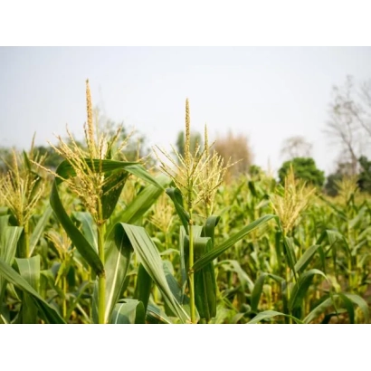 Поле кукурузы с видимыми початками и метелками - МАС 12Р