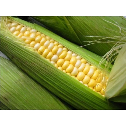 Кукурудза в колосі, жовті зерна, зелені листки - МАС 14 Г