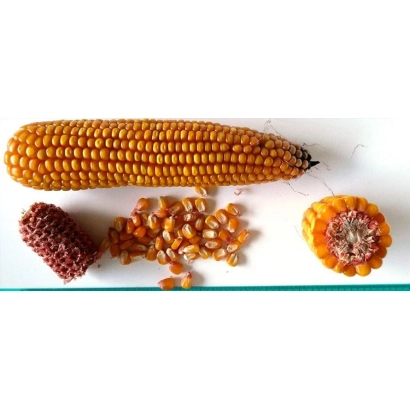 Колос кукурузы сорта МАС 14Г рядом с зерном и початком