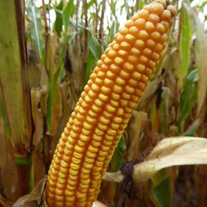 Золотистый початок кукурузы сорта МАС 15Т на фоне листьев