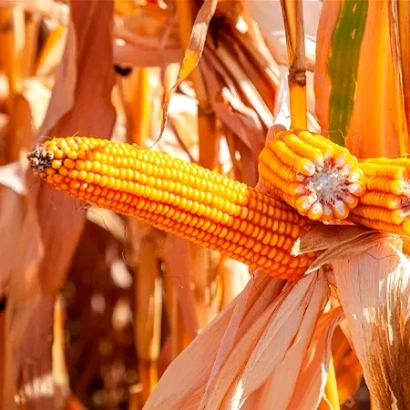 Золотистый початок кукурузы MAS 16B на фоне засохших листьев - МАС 16Б