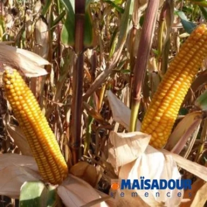 Кукуруза Maisadour на поле - МАС 18Л
