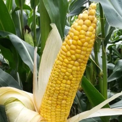 Свежий початок кукурузы сорта МАС 195 П на фоне листьев
