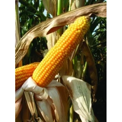 Свежая кукуруза на стебле - Мас 20.Ф