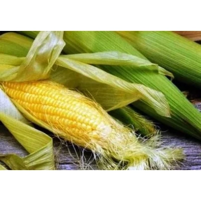 Свежий початок кукурузы с зелёными листьями - МАС 23К