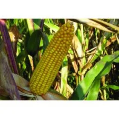 Созревшая початок кукурузы на стебле в поле - МАС 24А