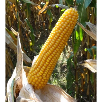 Свежий початок кукурузы на фоне листьев - МАС 25Т