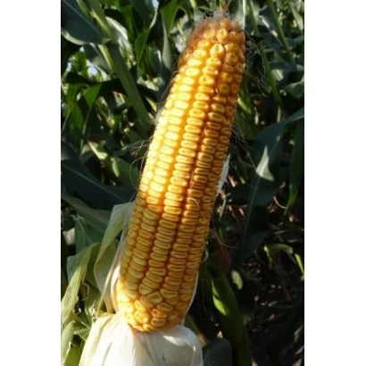 Созревшая кукуруза на стебле - МАС 32СР