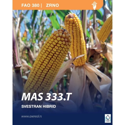 Крупный план початков кукурузы сорта MAS 333.T на фоне поля - МАС 333Т