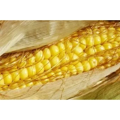 Колос кукурузы сорта МАС 335И