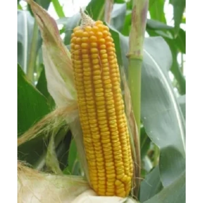 Свежий початок кукурузы на стебле - Мас 33.А
